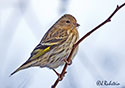 Carduelis spinus
